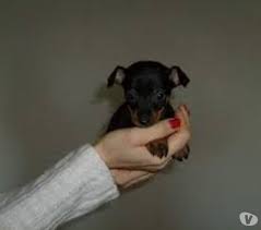 Splendidi cuccioli di Pinscher Toy