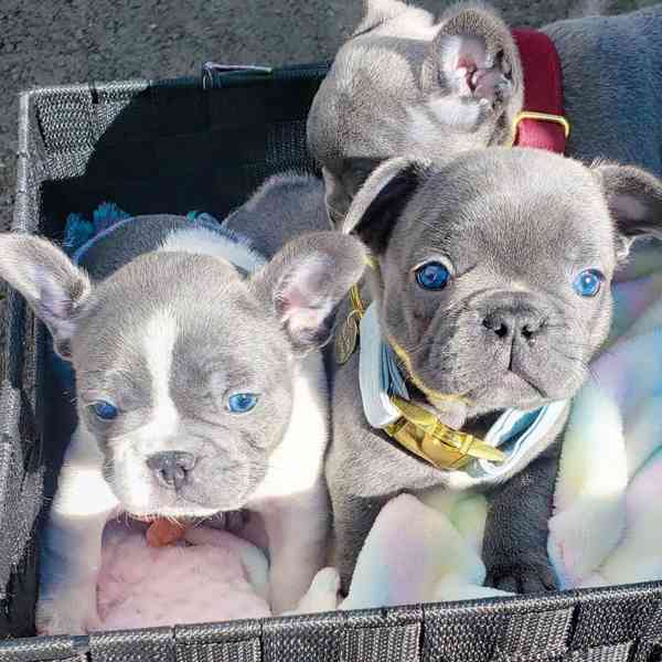 Regalo Meravigliosi cuccioli di bulldog francese E-MAIL (lisamvoodura@outlook.com)