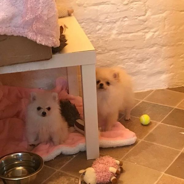 (((REGALO)) 2 volpino di pomerania