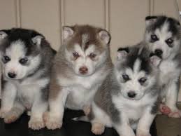 Regalo Cuccioli Siberian Husky 