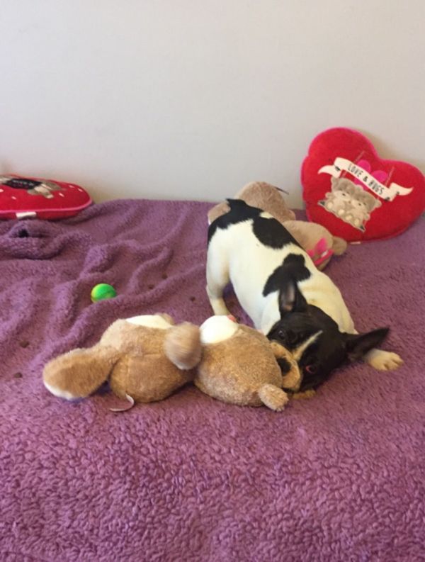 REGALO Bulldog francese blu bianco femmina e maschio