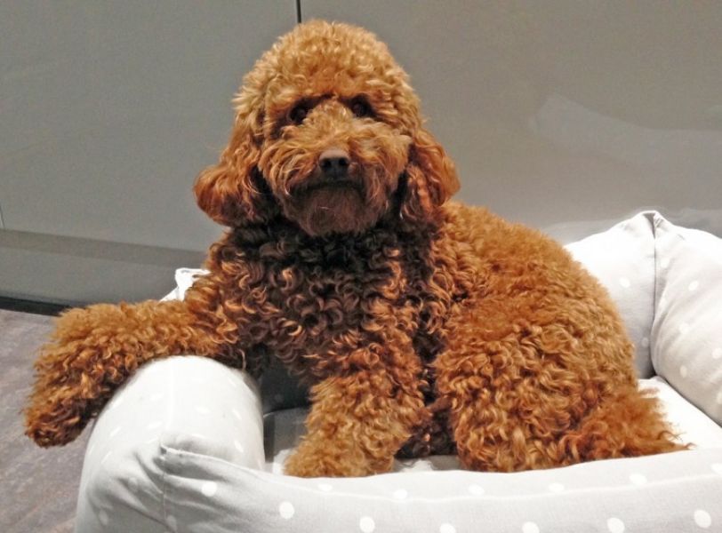 Regalo abbiamo cuccioli di barboncino