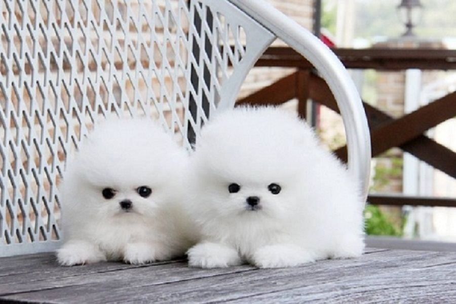 Regalo cuccioli di Pomeranian mini toy