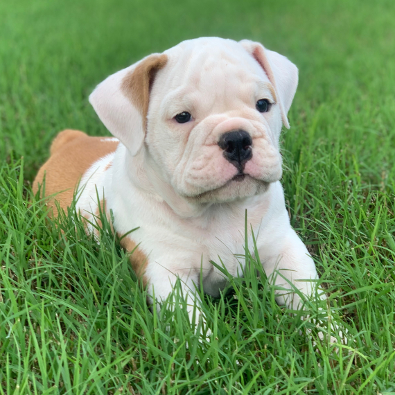 Regarlo Bulldog Inglese cuccioli EMAIL (canine.boutique.pro@gmail.com)
