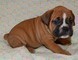 Cuccioli di BOXER disponibili...per vostra casa   cuccioli di BOXER disponibili...per vostra casa