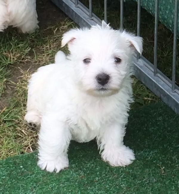 Molto bella e sani cuccioli di West highland per adozione maschi e femmine disponibili (gratis) per 