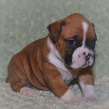  regalo cuccioli di  boxer disponibili per l'adozione