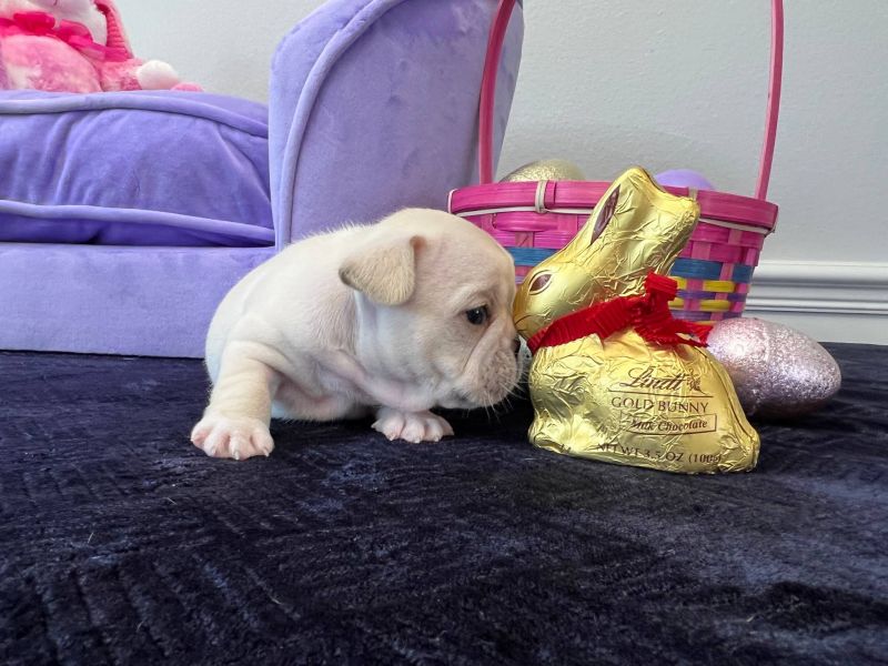 Disponibili splendidi cuccioli di bulldog francese E-MAIL  (marieiris783@gmail.com)    Splendidi cuc