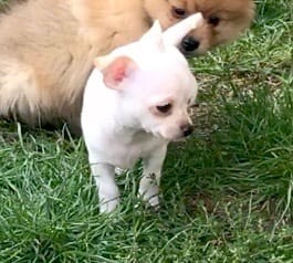 Chihuahua cuccioliato disponibili