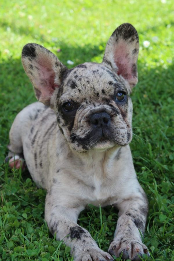 Adorabili cuccioli di Bulldog Francese femminucce e maschietti disponibili per l'adozione