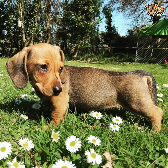 Regalo adorabili cuccioli bassotto femminucce e maschietti disponibili