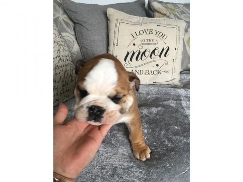 Bella Bulldog inglese cuccioli