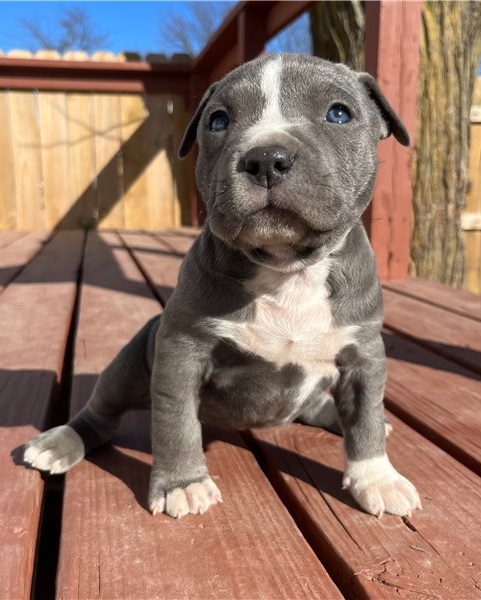 Regarlo Pit Bull cuccioli EMAIL (canine.boutique.pro@gmail.com)