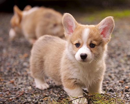 Offro in regalo welsh corg cuccioli con pedigree . cuccioli di welsh corg Siamo urgentemente alla ri