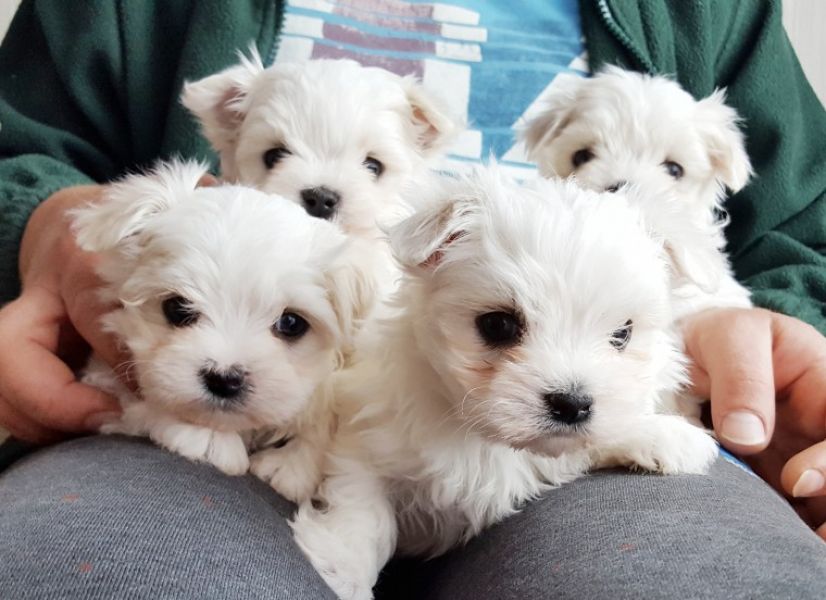 REGALO Dolci cuccioli Maltese per l'adozione