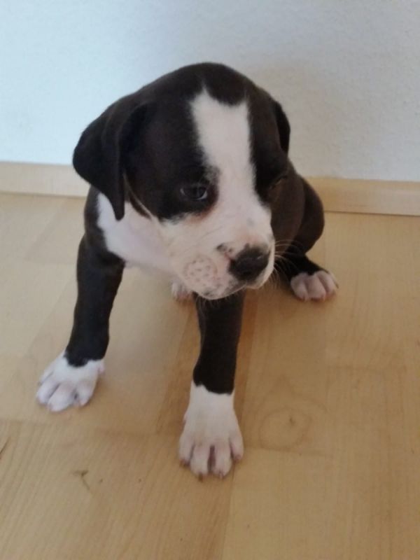 Molto bella e sani  cuccioli di pitbull per adozione maschi e femmine disponibili (gratis)
