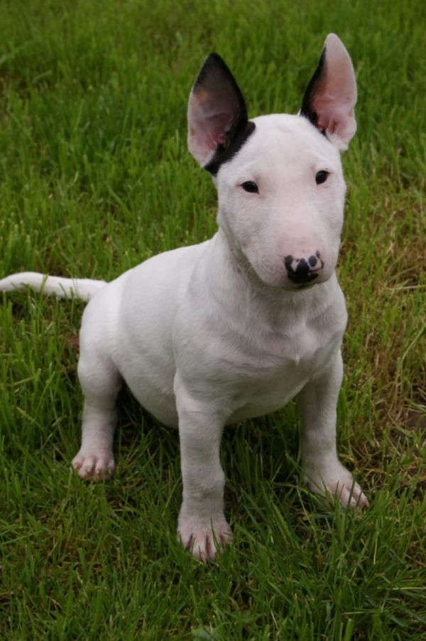   cuccioli di bull terrier  per adozione ( regalo  )
