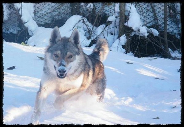Cuccioli di cane lupo cecoslovacco disponibili