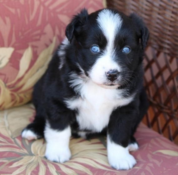  Regalo adorabili cuccioli pastore australiano