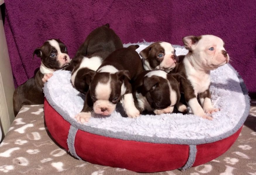 REGALO Cuccioli Boston terrier