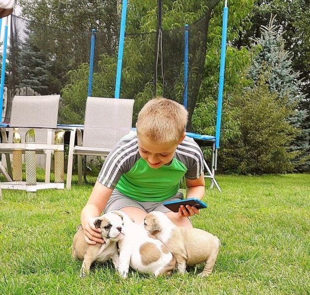 2 Inglese Bulldog  cuccioli