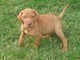 Cucciolata di Rhodesian Ridgeback  cucciolata di Rhodesian Ridgeback