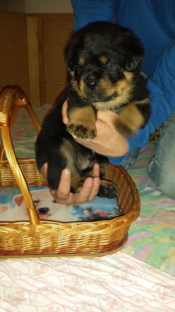  regalo cuccioli di rottweiler disponibili per l'adozione