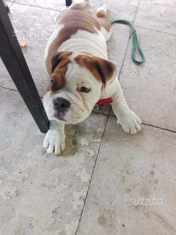 Bulldog inglese