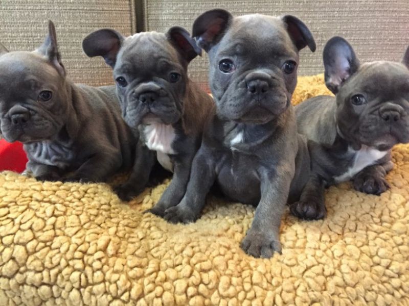 REGALO Cuccioli di Bulldog Francese