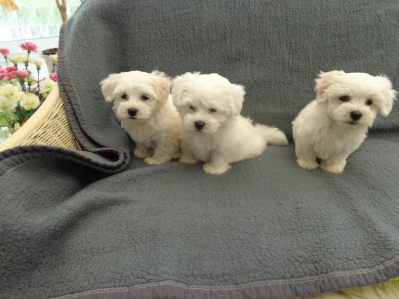  REGALO Dolci cuccioli Maltese per l'adozione