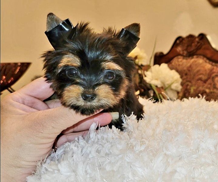 Bellissimi cuccioli di Yorkshire terrier