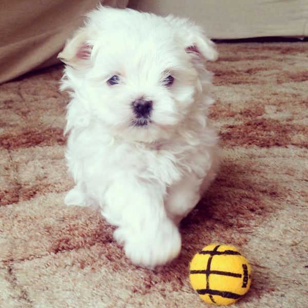 Cuccioli maltese mini toy con pedigree 