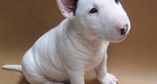 Cuccioli di Bull Terrier Standard