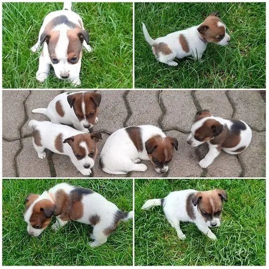 Jack Russell CUCCIOLI