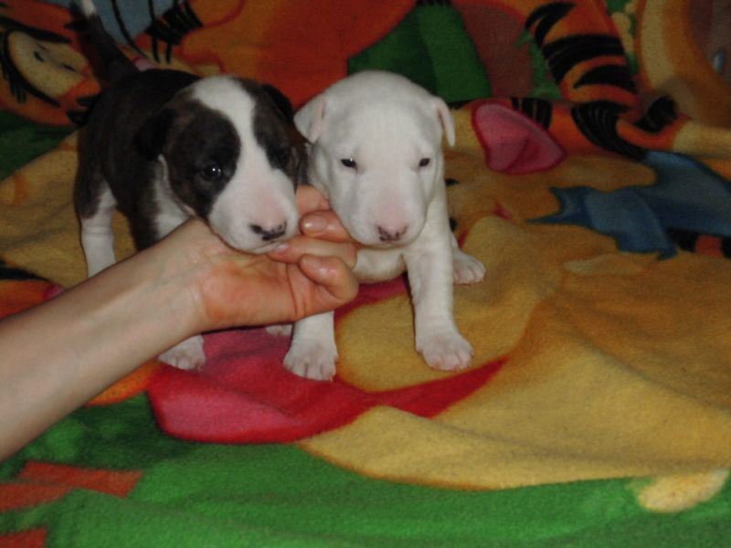 Molto bella e sani cuccioli di bull terrier per adozione maschi e femmine disponibili   (gratis) 