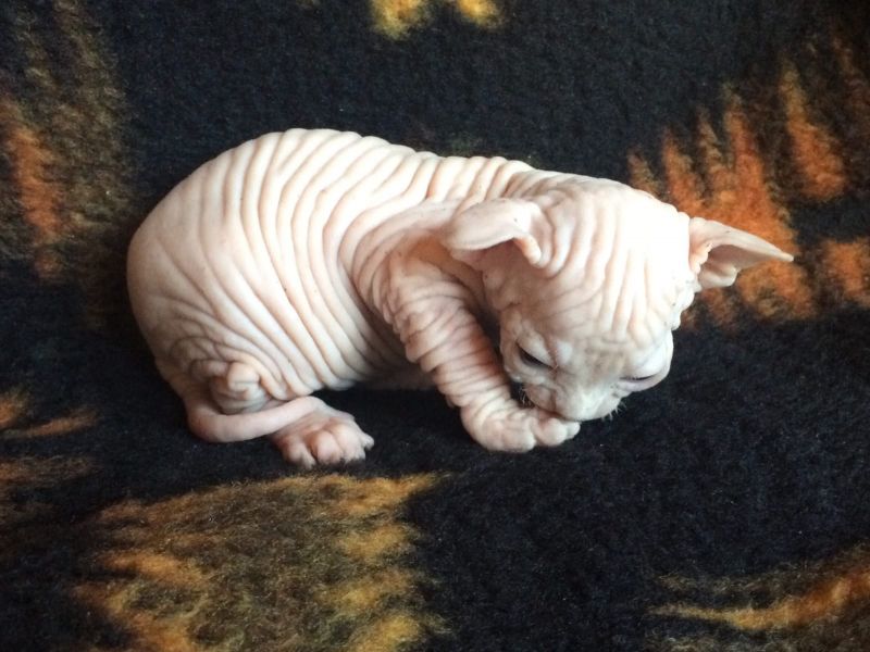 Gattini di Sphynx   per adozione ( maschio e femmina )