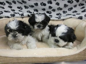 Abbiamo una bellissima cucciolata di SHIH-TZU trcolore.