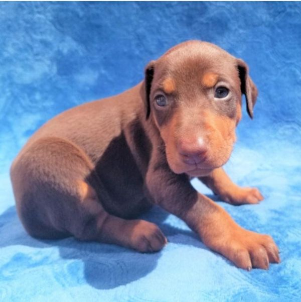 Regalo adorabili cuccioli Dobermann femminucce e maschietti