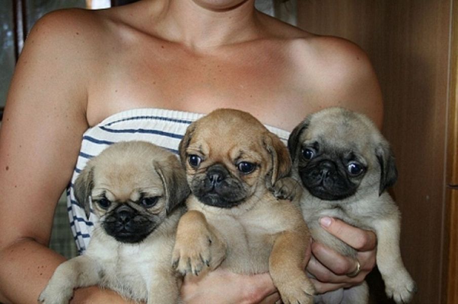 Regalo cuccioli di carlino