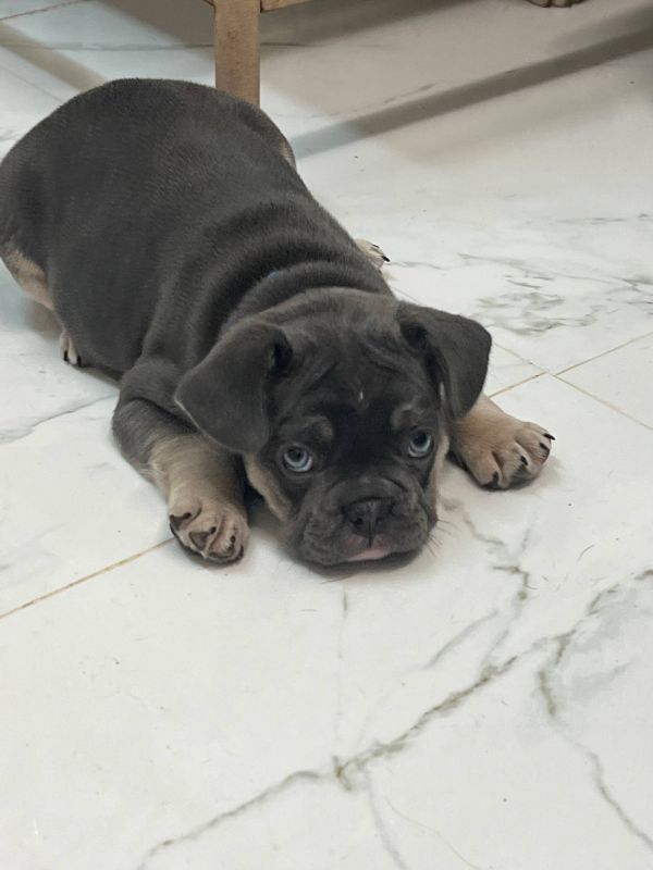  Regalo Meravigliosi cuccioli di bulldog francese  Casa cresciuto, salute garantita, vasino addestra