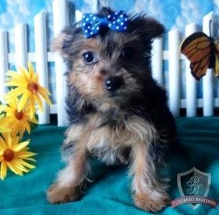 Piccolo Yorkie bel maschio e femmina