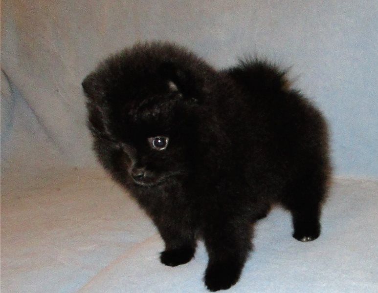 Regalo Volpini cuccioli di pomerania Piccoli