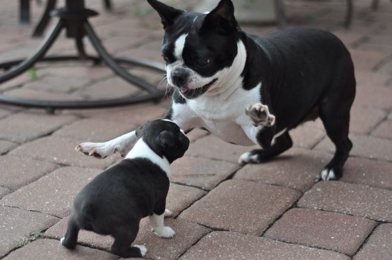 Boston Terrier con pedigree ENCI