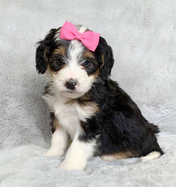 Disponibili cuccioli di Bernedoodle in miniatura E-MAIL (marieiris783@gmail.com)
