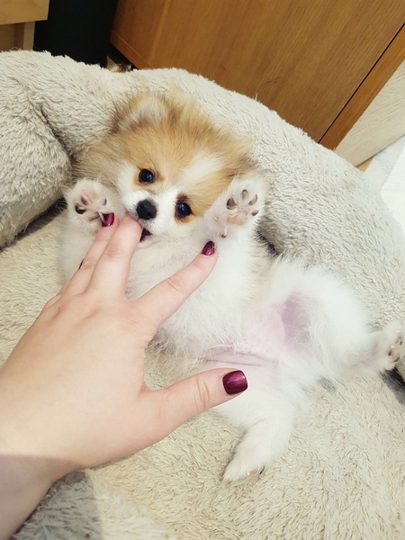 Bellissimi cuccioli di Volpino Pomerania