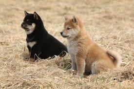 Cuccioli shiba inu selezionati