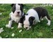 Cuccioli di Boston terrier, 1 maschietto ed 1 femminuccia  cuccioli di Boston terrier, 1 maschietto 