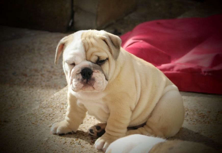 Regalo Bulldog inglese cuccioli disponibili