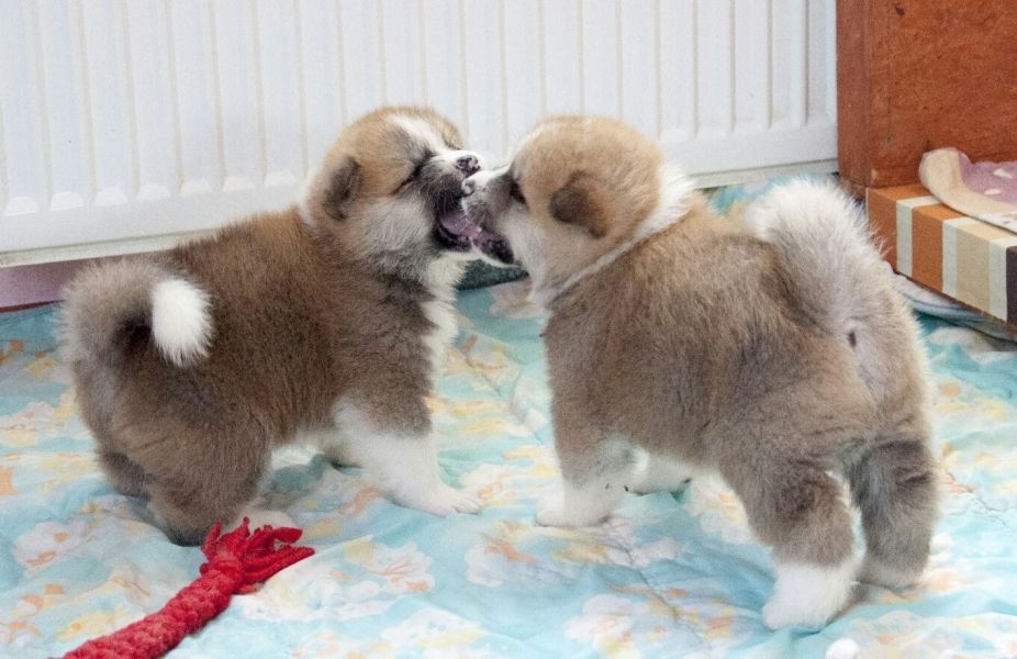 Molto bella e sani cuccioli di akita-inu  per adozione maschi e femmine disponibili (gratis) per fav