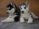 Cuccioli Siberian Husky
